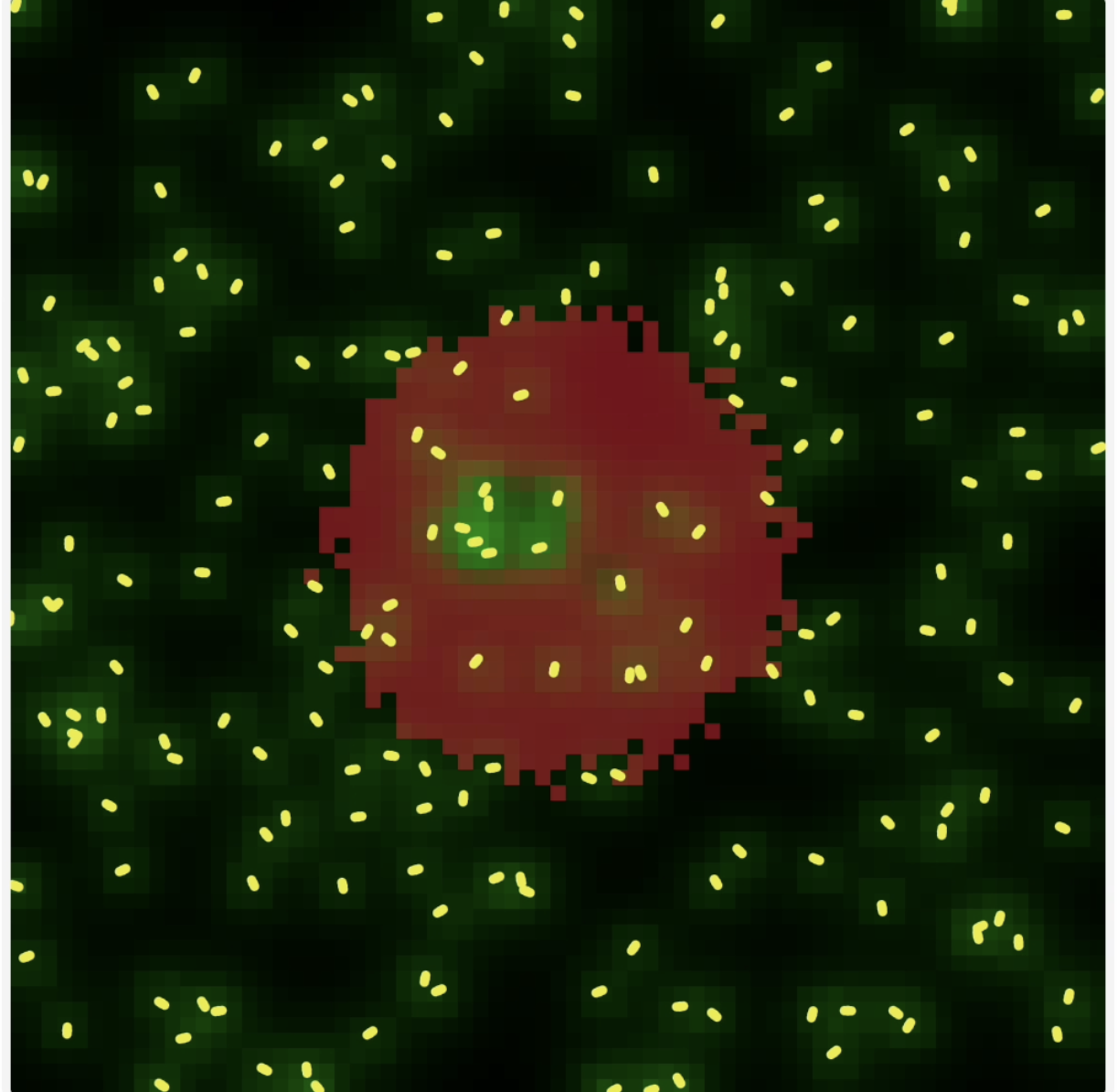 Agent-based model: AND logic gate for AMP secretion preview image